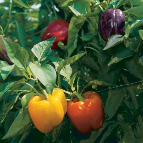 Paprika planten met veel vruchten