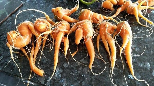 Waarom wortelen niet van verspenen houden