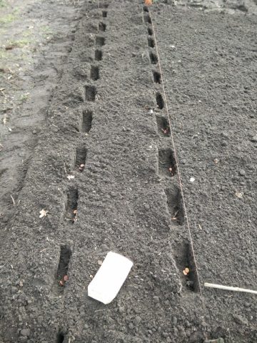 Mijn grond voorbereiding voor tuinbonen