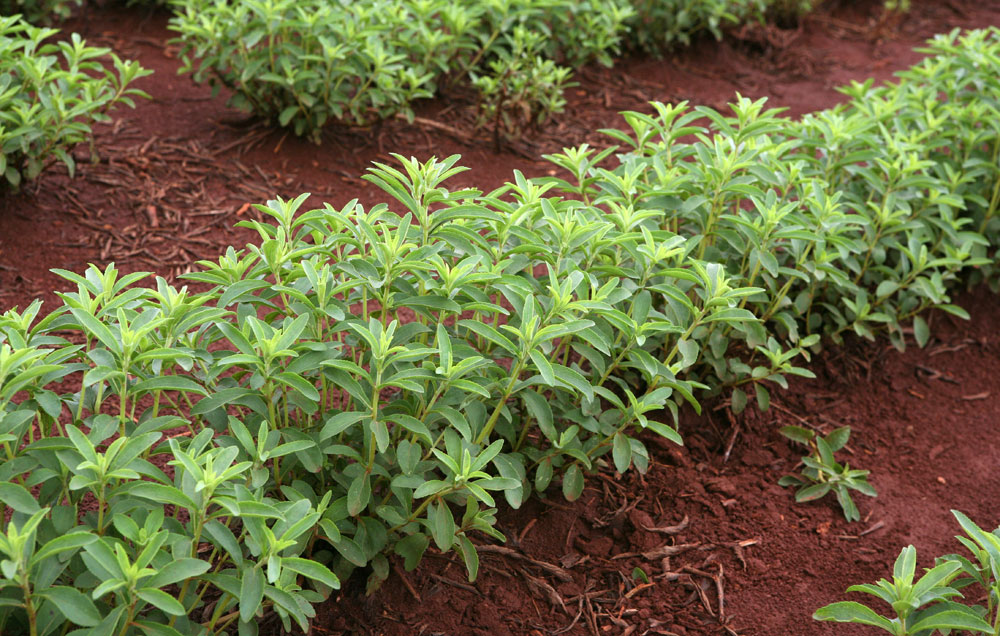 Stevia volwassen planten