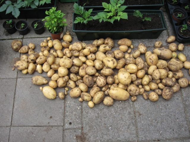Berber aardappelen (vroeg en vastkokend)