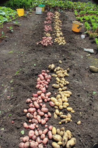 Wees blij met je vroege aardappelen maar plant of zaai meteen je geluk van het najaar