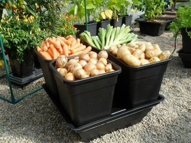 diepe plantenbak voor prei, aardappelen, wortelen, ...