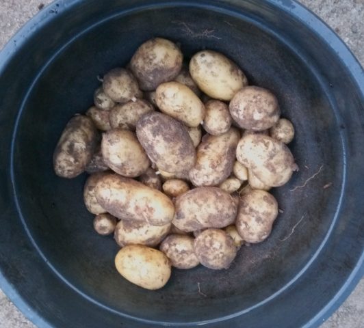 Vroege aardappel Berber