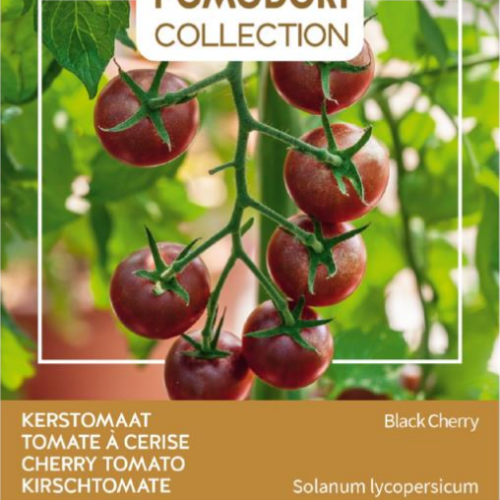 wijn Missionaris op vakantie Tomaten kweken in 6 maanden van zaaien tot tomaten oogsten