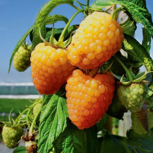 Zomer Framboos geel Rubus idaeus 'Golden Everest' in 2 literpot