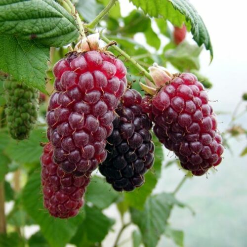 Tayberry rubus fruticosus x ideaus (kruising framboos/braambes) 2 literpot