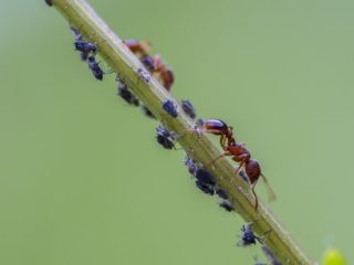 Mieren helpen bladluizen