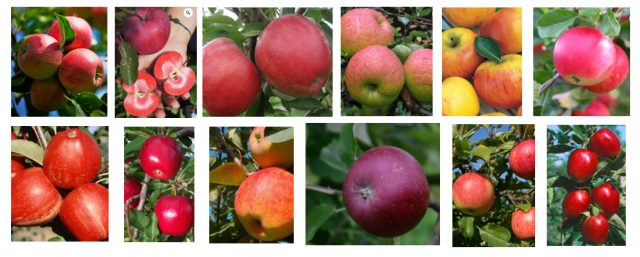 Speciale appelboom soorten