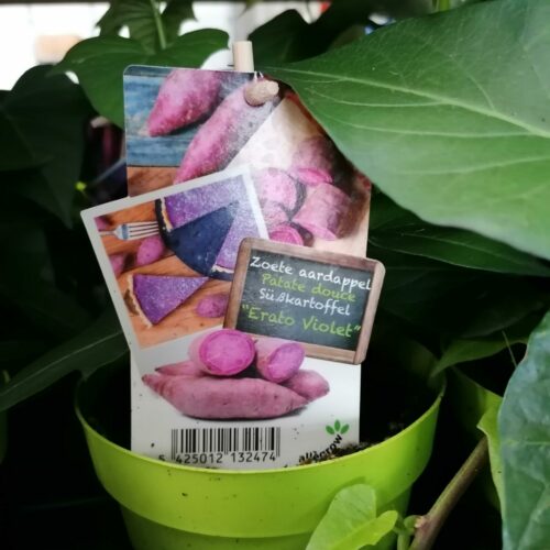Zoete aardappel paars 'Erato Violet' plant in pot 13 cm