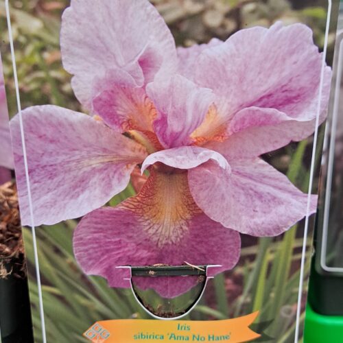 Iris sibirica IRIS 'Ama No Hane’ in p11 pot - 1 plant