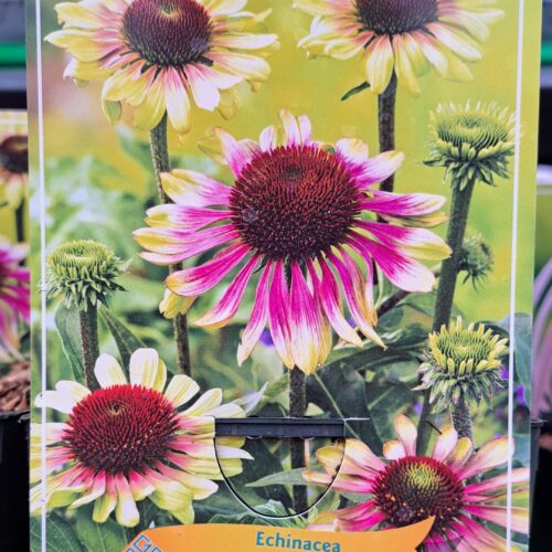 Echinacea ZONNEHOED 'Green twister' in p11 pot - 1 plant