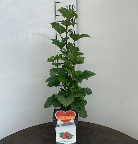 Frambozenboompje Rubus i. 'Raspberry Tower in 5L pot