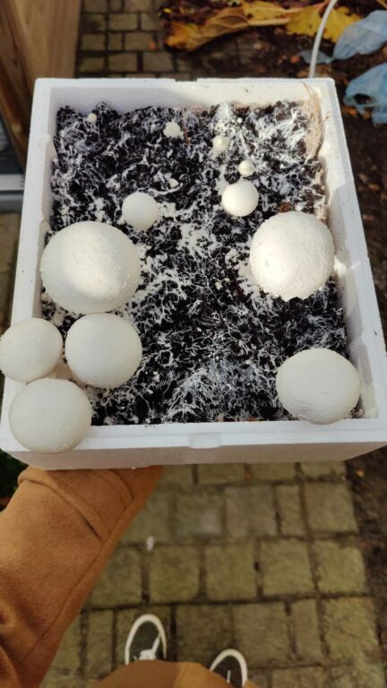 kweekset champignons : bijna klaar om te oogsten