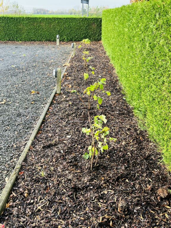 Frambozen stekken: nieuwe planten