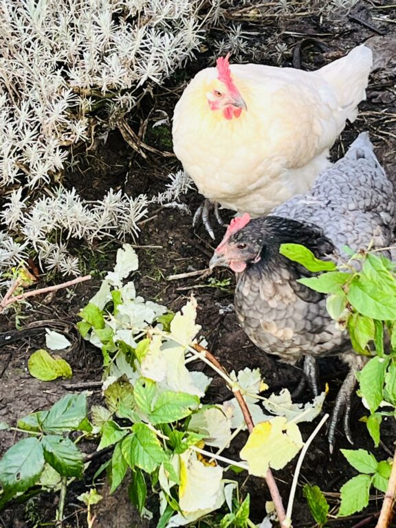 Kippen zijn blij met snoeiafval
